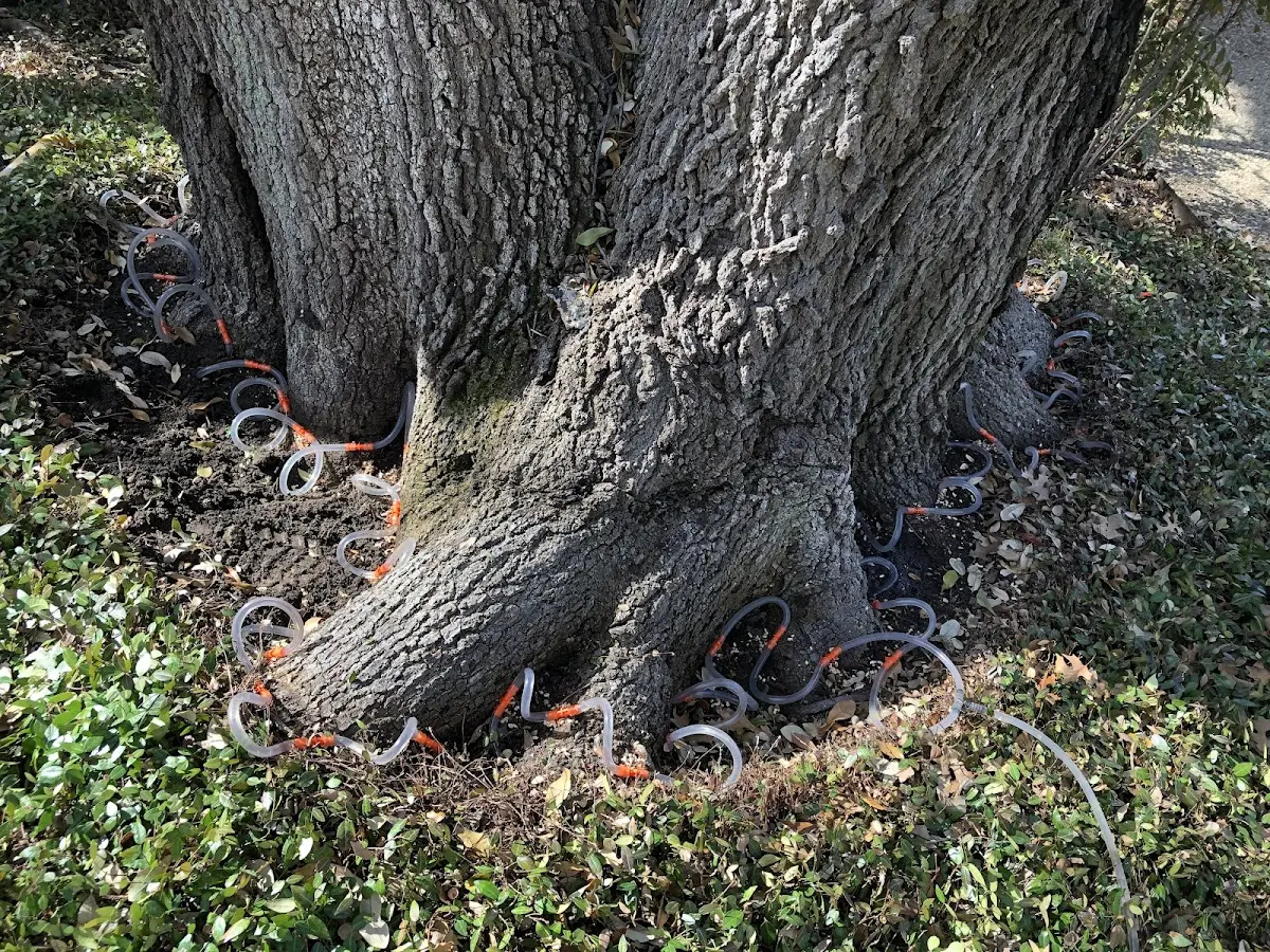 Detailed Tree Cabling and Bracing job site in Pattonsburg